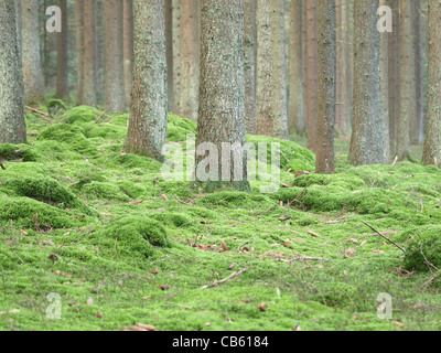 Holz-Landschaft mit Moos / Wald Landschaft Mit Moos Stockfoto