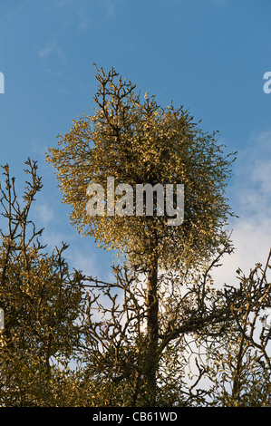 Mistel (Viscum Album) wächst auf einem alten Apfelbaum, Herefordshire, UK Stockfoto