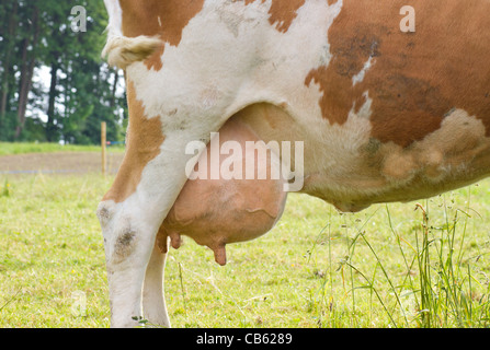 Volle, große Euter von einem jungen, braune Kuh auf der Weide Stockfoto