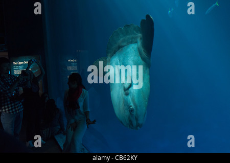 Die herrlichen offenen Meer-Ausstellung im Monterey Bay Aquarium. Stockfoto