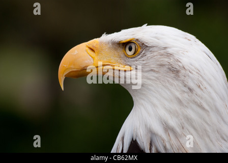 Weißkopf-Seeadler posiert Stockfoto