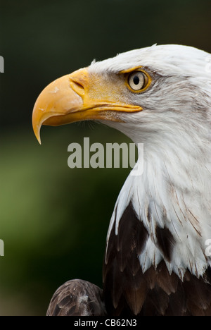 Weißkopf-Seeadler posiert Stockfoto