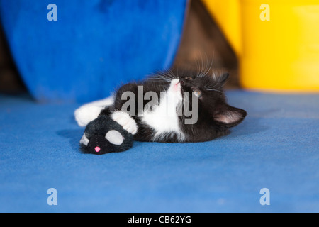 Kätzchen, das Spiel mit Spielzeug Maus, im Freien, Niedersachsen, Deutschland Stockfoto