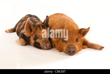 Zwei Kune Kune Ferkel liegen auf einem weißen Hintergrund Stockfoto