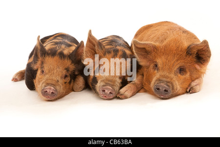 Drei Micro Kune Kune Ferkel liegen auf einem weißen Hintergrund Stockfoto