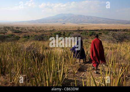 Maasai-Männer gehen in der Savanne, Ngogongoro Conservation Area, Tansania Stockfoto