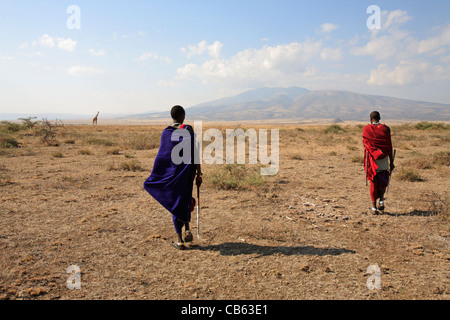 Maasai-Männer gehen in der Savanne, Ngogongoro Conservation Area, Tansania Stockfoto