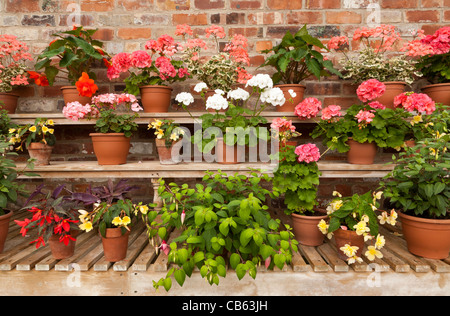 Regalen der blühende Topfpflanzen gegen einen roten Backsteinmauer Stockfoto
