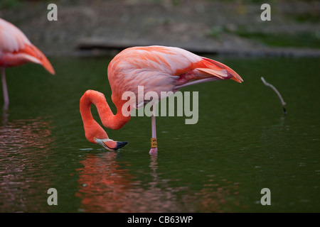 Karibik oder Amerikanischen Flamingo Phoenicopterus ruber Fütterung Wasseroberfläche, stehend ein Bein, der andere NB Halswirbel Formen in Hals Stockfoto