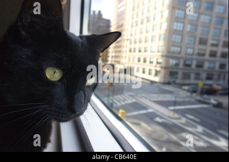 Eine schwarze inländischen kurze Haare Katze schaut aus dem Fenster in New York auf Sonntag, 27. November 2011. (© Richard B. Levine) Stockfoto