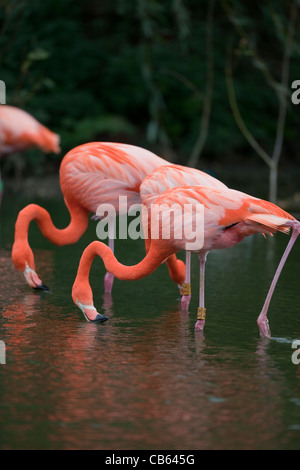 Karibik, Rosy, American oder Rosaflamingos (Phoenicopterus Ruber Ruber). Fütterung von der Wasseroberfläche zu filtern. Stockfoto