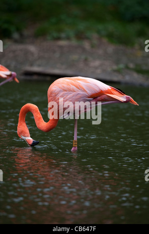 Karibik, Rosy, American oder Rosaflamingo (Phoenicopterus Ruber Ruber). Fütterung von der Wasseroberfläche, auf einem Bein Stand. Stockfoto