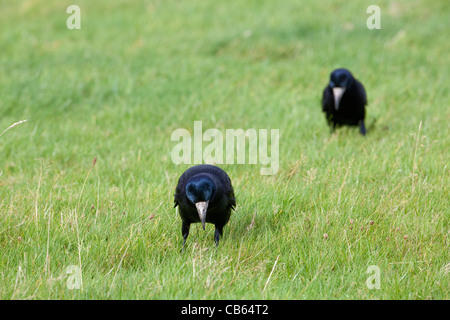 Saatkrähen (Corvus Frugilegus). Nahrungssuche unter Grünland Wiese für Wirbellose Tiere, einschließlich Schnake Larve, Drahtwürmer gegründet. Stockfoto