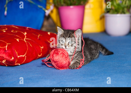 Kätzchen, Spiele mit Wolle Ball im Freien, Niedersachsen, Deutschland Stockfoto