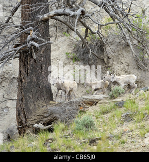 Bighorn Schafe Lämmer bei Spielen in den Rocky Mountains. Stockfoto