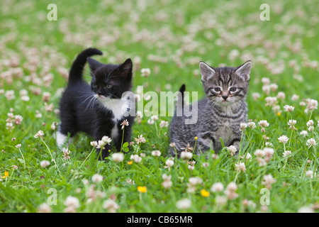 Kätzchen, zwei Fuß über Garten Rasen, Niedersachsen, Deutschland Stockfoto