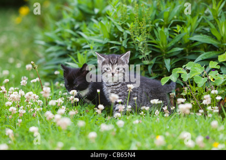 Kätzchen, zwei Fuß über Garten Rasen, Niedersachsen, Deutschland Stockfoto