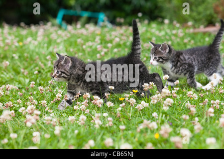 Kätzchen, zwei Fuß über Garten Rasen, Niedersachsen, Deutschland, zwei Fuß über Garten Rasen, Niedersachsen, Deutschland Stockfoto