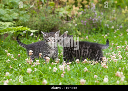 Kätzchen, zwei Fuß über Garten Rasen, Niedersachsen, Deutschland Stockfoto