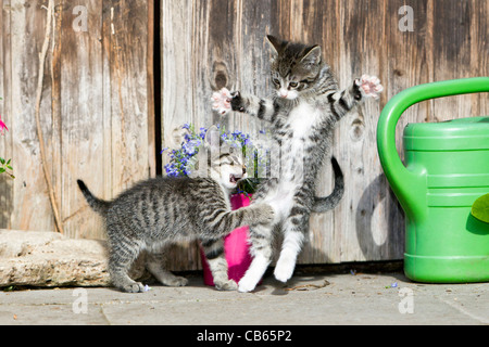 Kätzchen, zwei spielen vor Gartenhaus, Niedersachsen, Deutschland Stockfoto