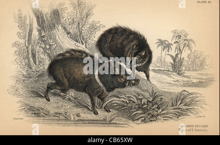 Collared Peccary, Pecari Tajacu, gebürtig aus Südamerika. Stockfoto