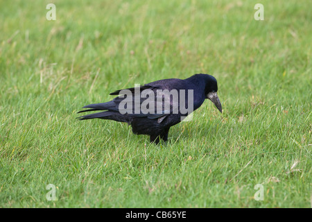 Turm (Corvus Frugilegus). Nahrungssuche unter Grünland Wiese für Wirbellose Tiere, einschließlich Schnake Larve, Drahtwürmer gegründet. Stockfoto