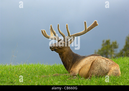 Bull Elk Porträt bei der Annäherung an Frühling Sturm Stockfoto