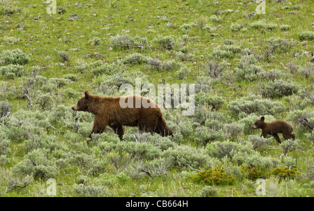 Zimt-farbigen schwarzer Bär Mutter mit ihrem jungen. Stockfoto