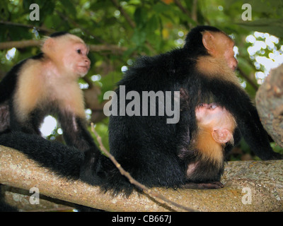 White-faced Capuchin Affen mit Baby saugen, Nationalpark Cahuita, Karibik, Costa Rica Stockfoto