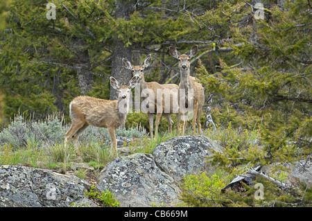 Maultierhirsch (Odocoileus Hemionus) Stockfoto