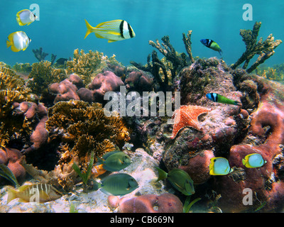 Bunte Unterwasserwelt in einem Korallenriff mit tropischen Fischen und ein Seestern, Karibik Stockfoto