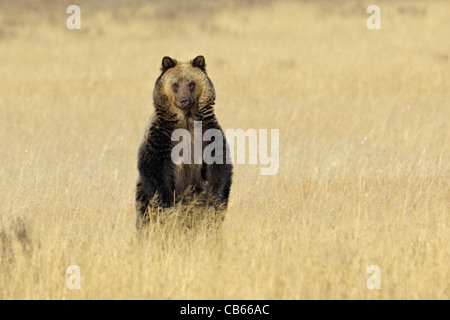 Grizzly stehend in hohen goldenen Gräsern Stockfoto