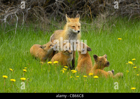 Fox-Familientreffen. Stockfoto