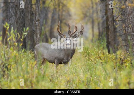 Maultierhirsche Dollar in ein Wäldchen von Pappeln im Grand-Teton-Nationalpark, Wyoming, Herbst.  Nordamerikanische Wildtiere. Stockfoto