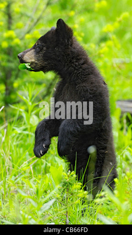 Black Bear Cub stehen und kauen auf grüne Vegetation Stockfoto