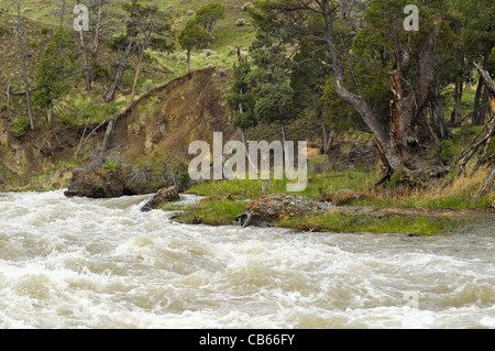 Elch auf eine wilde und malerische Gebirgsbach. Stockfoto