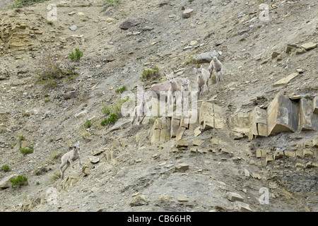 Bighorn Schafe Lämmer bei Spielen in den Rocky Mountains. Stockfoto