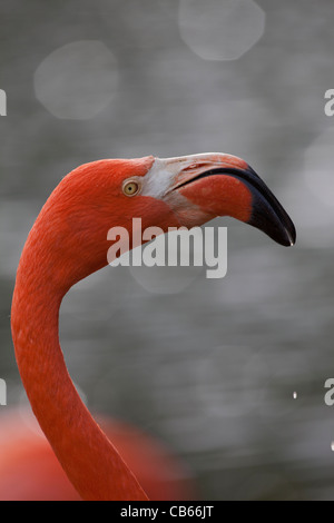 Karibik oder rosa Flamingo (Phoenicopterus Ruber Ruber). Kopf. Porträt. Stockfoto