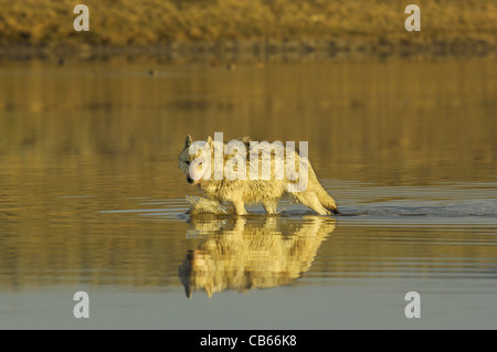 Wolf im Fluss Stockfoto