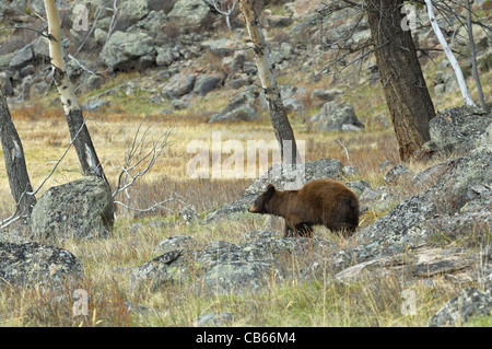 Zimt-farbigen schwarzen Bären in bergigen Landschaft. Stockfoto