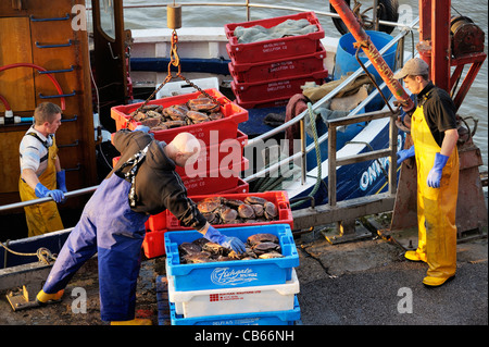 Nordsee Fischer entladen Fang von Krebsen aus Fischerboot Weiterreise Star am East Yorkshire Fisch Kai Hafen von Bridlington Stockfoto