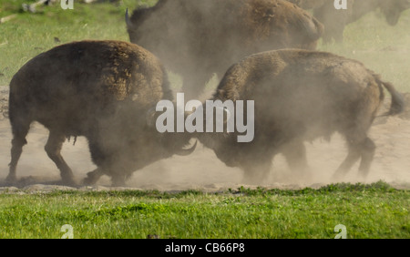 Buffalo Bull Kampf hautnah Stockfoto