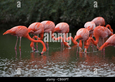 Karibik oder rosigen Flamingos (Phoenicopterus Ruber Ruber). Fütterung von der Wasseroberfläche zu filtern. Stockfoto