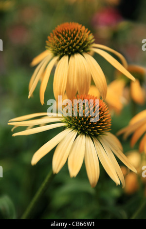 zwei gelbe große Himmel Echinacea Sonnenhut mit flachen Schärfentiefe und grünem Hintergrund Stockfoto