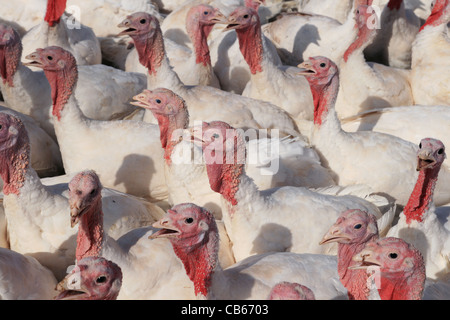 Herde von inländischen weißen Tom Puten Stockfoto