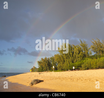 Hawaiianische Mönchsrobbe liegt am Strand in Haena, Kauai, in der Nähe von Tunnels Beach als doppelte Regenbogen Farbe den Himmel Stockfoto