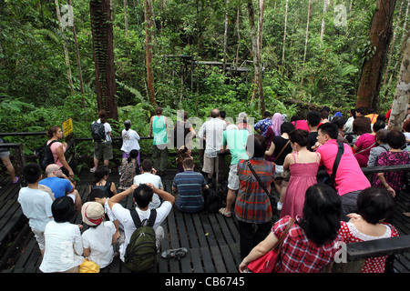 Werdende Menschenmenge auf der Orang-Utan Fütterung Plattform im Semenggoh Wildlife Rehabilitation Centre. Stockfoto