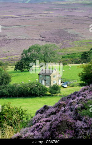 Landhaus. Norden über Goathland Moor vom südlichen Rand am Saltergate. Heather in North York Moors National Park, England Stockfoto