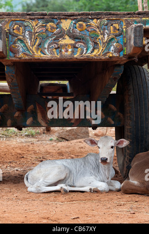 Junge indische Zebu Kalb unter einem Ochsenkarren in einem indischen Dorf. Andhra Pradesh, Indien Stockfoto