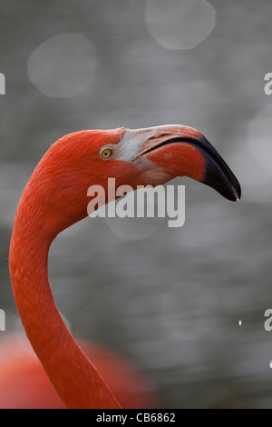 Karibik oder rosa Flamingo (Phoenicopterus Ruber Ruber). Stockfoto